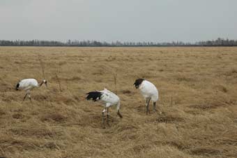 ������������ ���� �������� �������� 