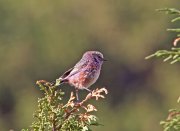 ��������� �������