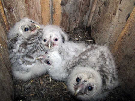 ����� � 2012: ���� �� ����. 12 ���