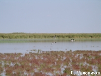 ����������� ��������� ���