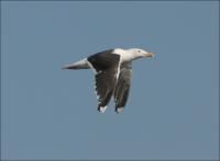 ������� ������� �����