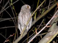 otus scops_8