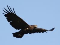 ������� ��������