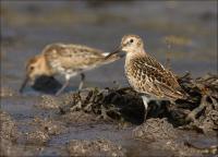 Dunlin_460
