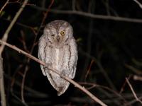 otus_scops_4