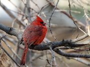 209A0555_cardinal.jpg