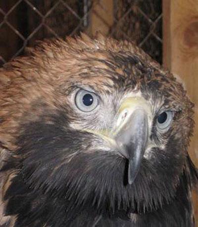 ���������� ����������� ������� �������� ��� ����������� ������ ����