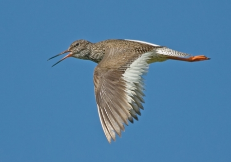 �� ����� ���� ��������� �����, ������ � ����