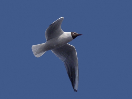 �����-2011: ��� �� �����. 13 �����