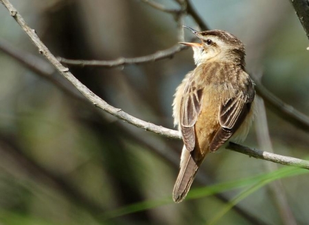 �����-2011: ���� �� ����. 26 ���