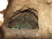 ����� ����������� (Coracias garrulus). ���� 2015, �������� "�����-������". ������. ���� ������ ��� ������ � ��� ����, ����� � ��� � ����� �� ���� �����. �� ��������� ���� ����� ������, �������...� ��� ��������.