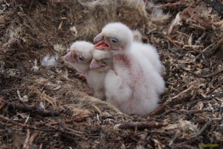 ������ ������� ������� ������� �� ����� ��� ���������� � ������