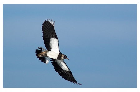 ����� � 2011: ���� �� ����. 5 ������