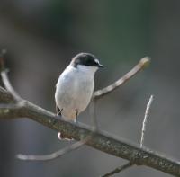 - (Ficedula hypoleuca)