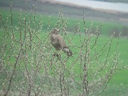 �����. ������ 2016, ����������� ����������� ���.