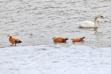 �����-2022: ���� �� ���� - ������ ������ ����� (����, ������)