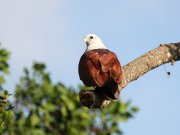 Haliastur indus (Boddaert, 1783)	Brahminy Kite
 

  