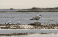 ������� ����������� � ����� �����