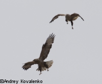 ���������_2