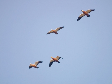 ����� �� ��������� ������� � �������