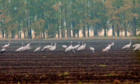 ���� ������� � ��������