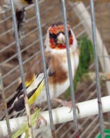 ����������� �������� ������������ �������� ��������������� ������