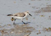 Calidris alba - 