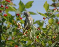 ������� �����