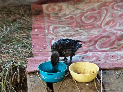 ��������� �������� ������