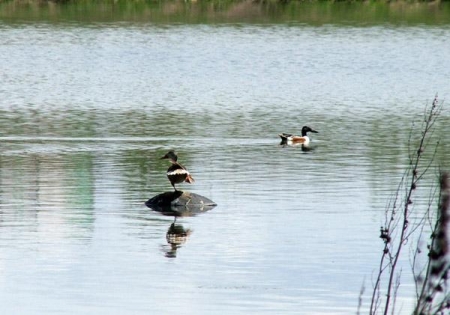 ����-��������� ������ ����� ������ ������������� �������