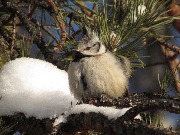 ��������� (�������� ������)