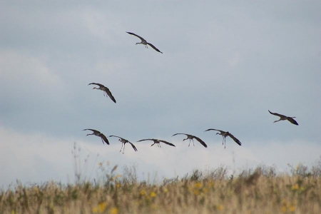 � ��������� ������������� ������ � ������ 1300 ��������