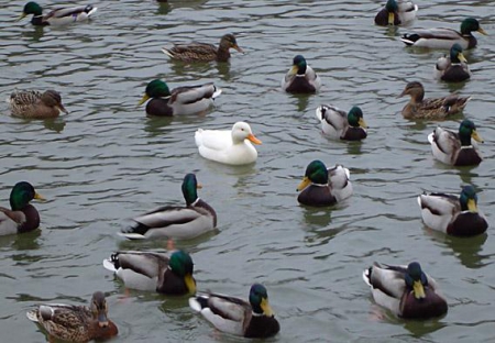 ������ �� ���������