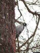 ��������� �����