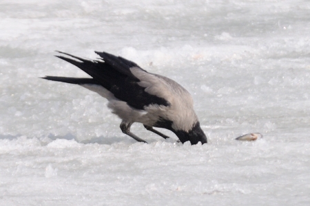 � ���� ���������� ����� �� ������������� ����������� ����� ������