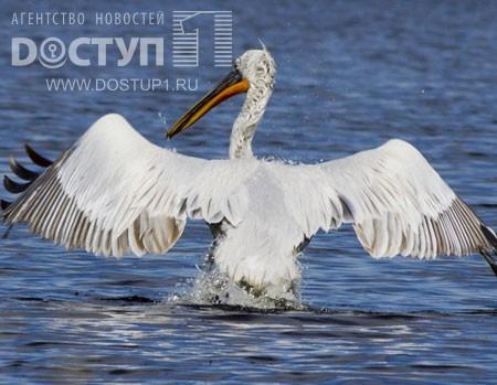 � �������� ������������ ������������� ���� 