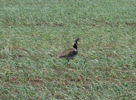 ���������� ����������� �������� � ������������ �������