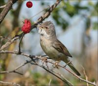 ����� ������