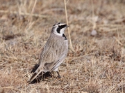 ������� ���������