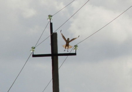 � ������������-������� ������ ����������� �������  �� ���-������� ������ ������� ���� � ����������