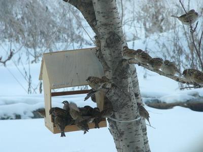 � ����� ������ ���������