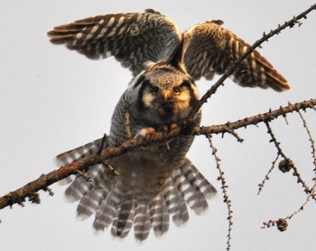 ������� ������ ��������� ���� 