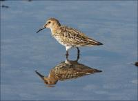 Dunlin_415