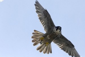 ����� ������� ��������� � ��������