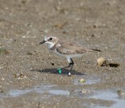 Charadrius leschenaultia -  