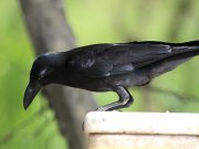 Corvus macrorhynchos  Wagler, 1827	Large-billed Crow
 