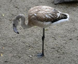  �������� ����� ����� ��������