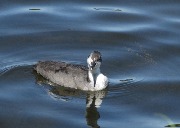 ������. ����������� ������