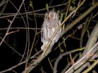 otus scops_7