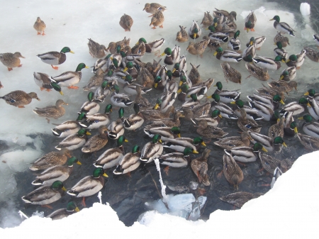 ����� ����� ������������� � ��������